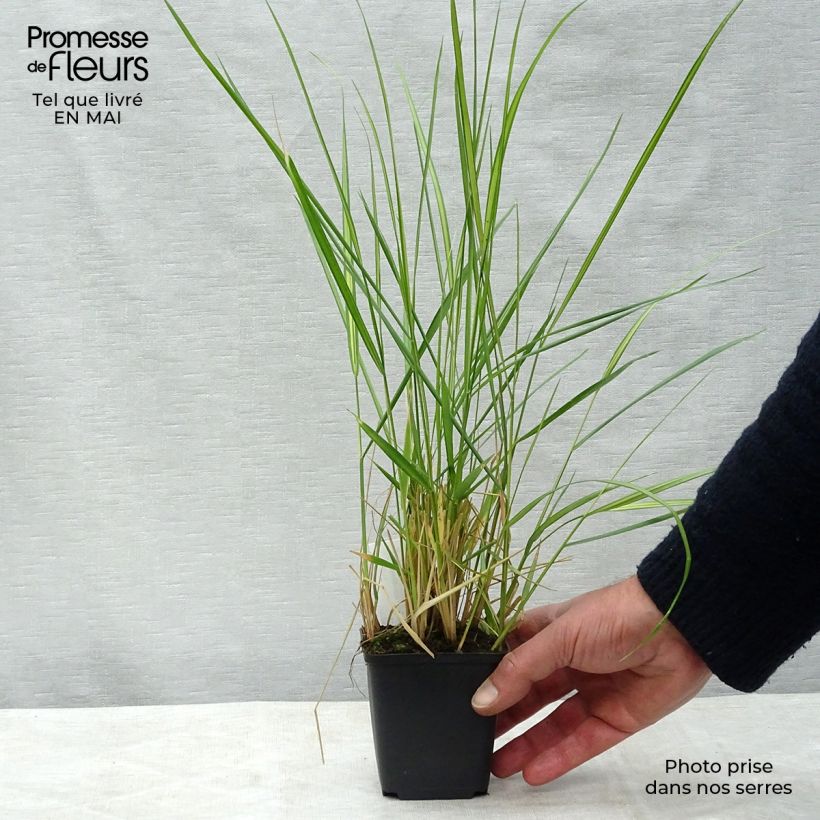 Spécimen de Calamagrostis acutiflora Avalanche - Calamagrostide Godet de 8/9 cm tel que livré au printemps