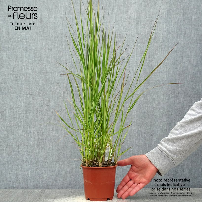 Spécimen de Calamagrostis acutiflora Avalanche - Calamagrostide Pot de 1L/1,5L tel que livré au printemps