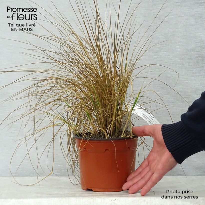 Spécimen de Calamagrostis acutiflora Overdam - Calamagrostide Pot de 2L/3L tel que livré au printemps