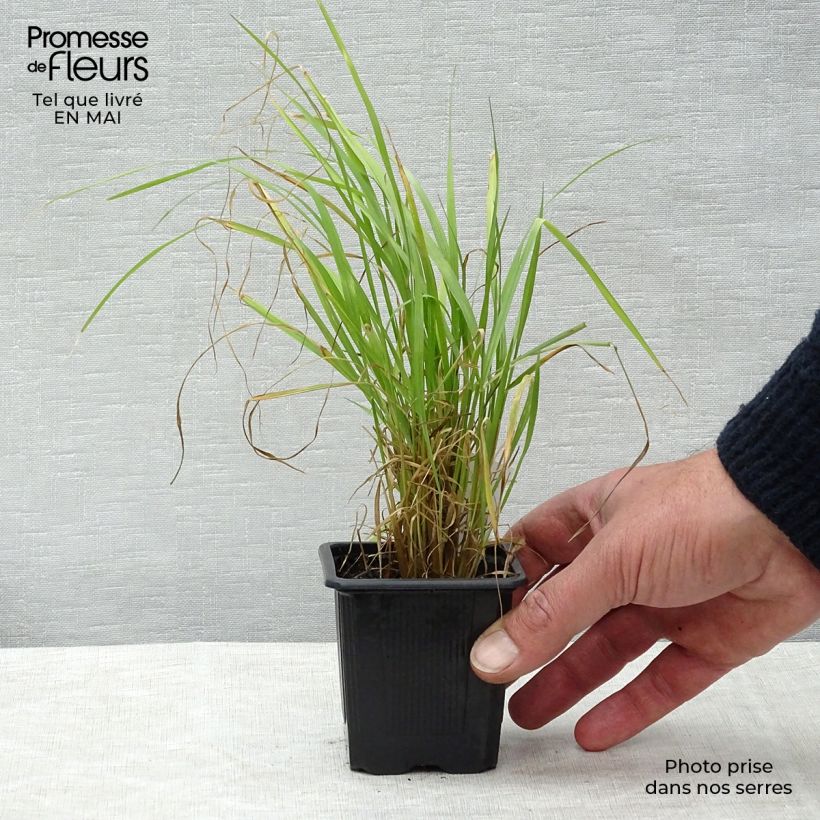 Example of Calamagrostis brachytricha - Herbe aux diamants Godet de 8/9 cm as you get in printemps