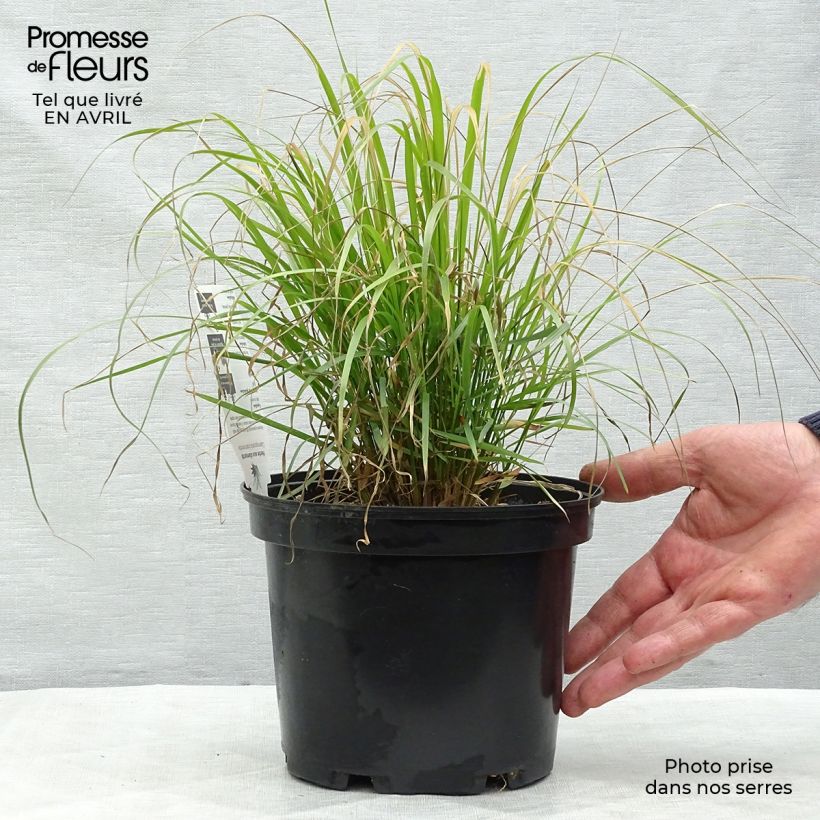 Example of Calamagrostis brachytricha - Herbe aux diamants Pot de 3L/4L as you get in printemps