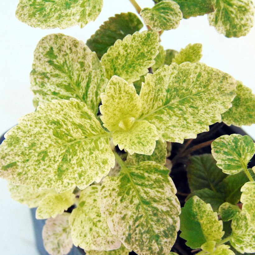 Calamintha grandiflora Variegata - Calament panaché (Foliage)