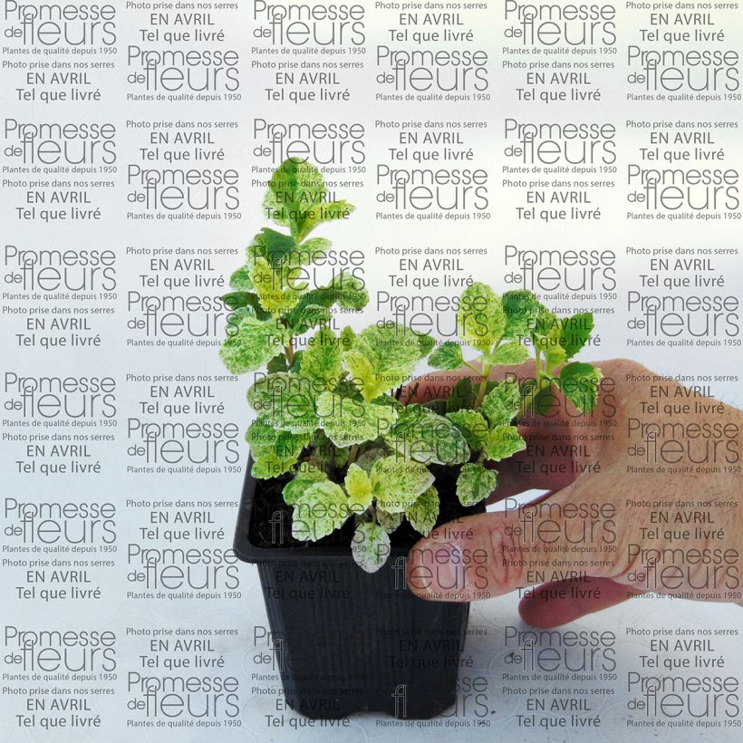 Example of Calamintha grandiflora Variegata - Calament panaché Godet de 8/9 cm as you get