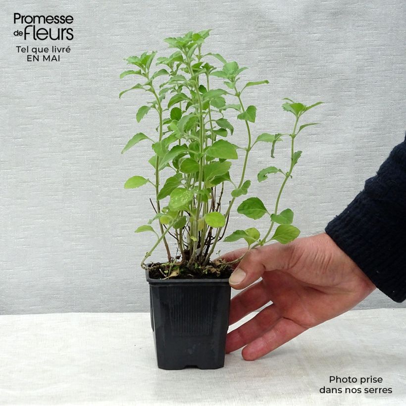 Spécimen de Calamintha nepeta - Calament Godet de 8/9 cm tel que livré au printemps