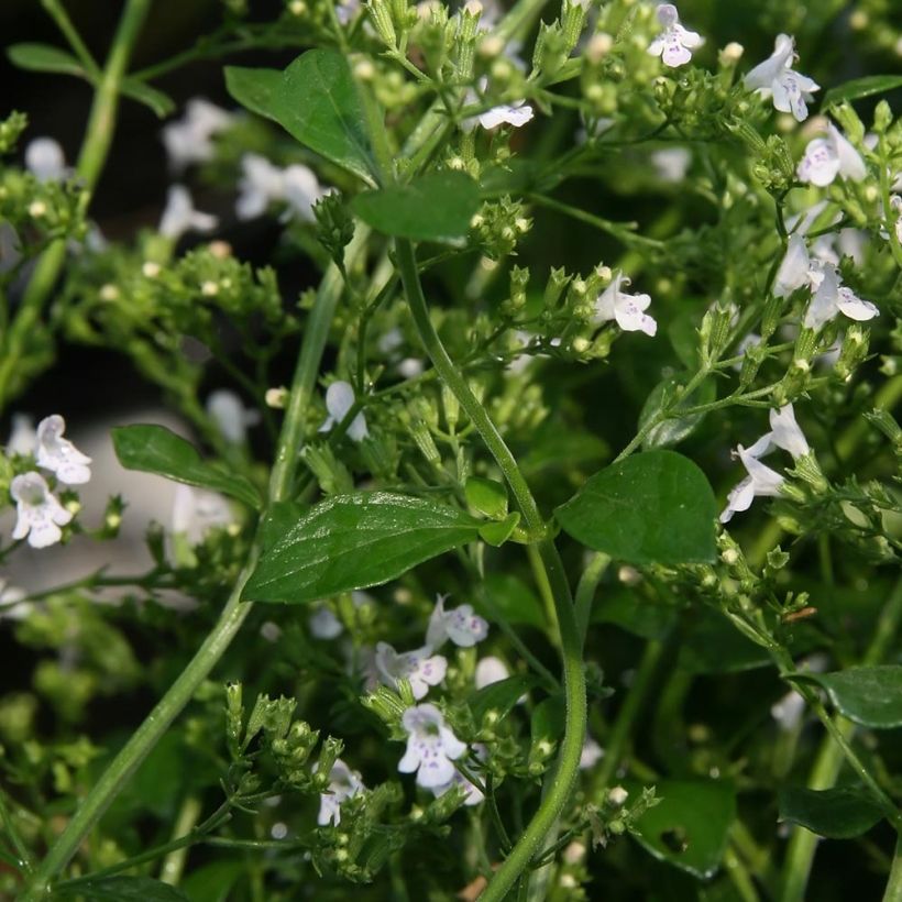 Calamintha nepeta White Cloud - Petit calament White Cloud (Foliage)