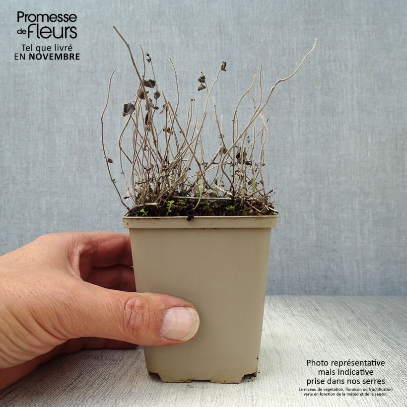 Spécimen de Calamintha nepeta White Cloud - Petit calament White Cloud Godet de 8/9 cm tel que livré en automne