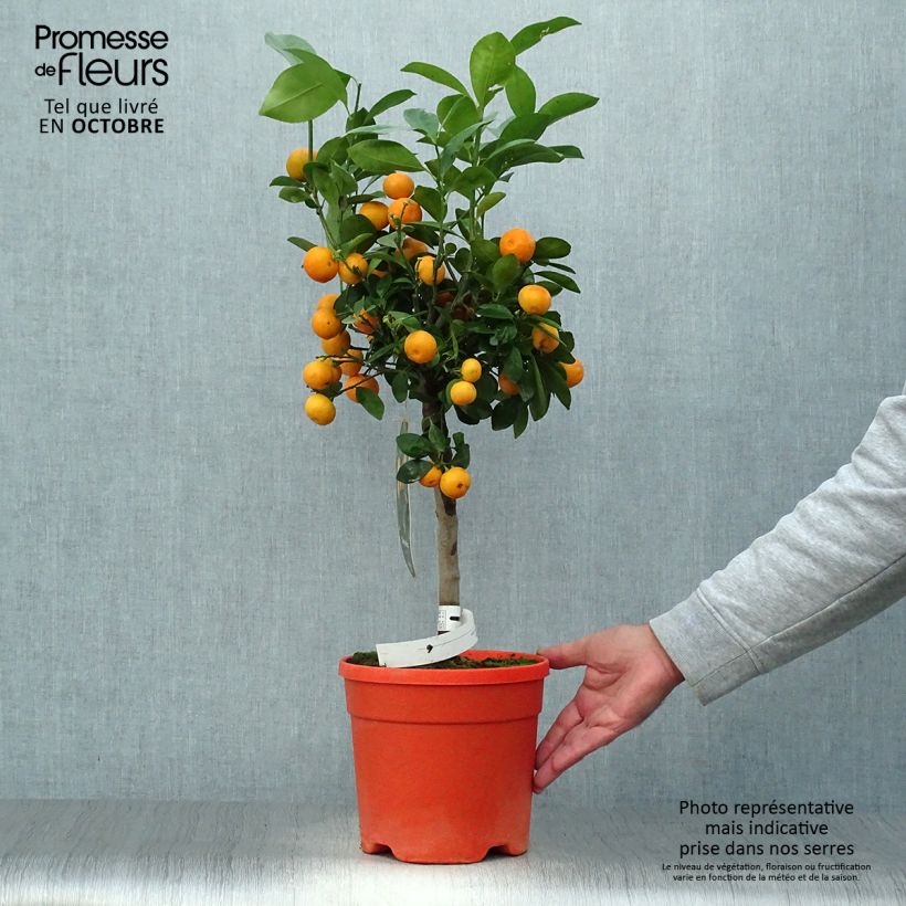 Spécimen de Calamondin - Citrus madurensis (mitis) Pot de 6L/7L, Tige tel que livré en automne