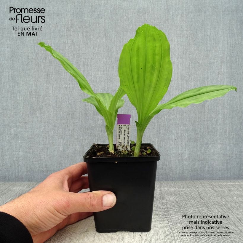 Example of Calanthe Olive Green - Orchidée vivace Pot de 1,5L/2L as you get in printemps