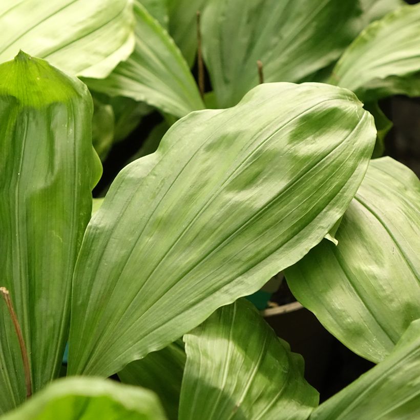 Calanthe Olive Green - Orchidée vivace (Foliage)