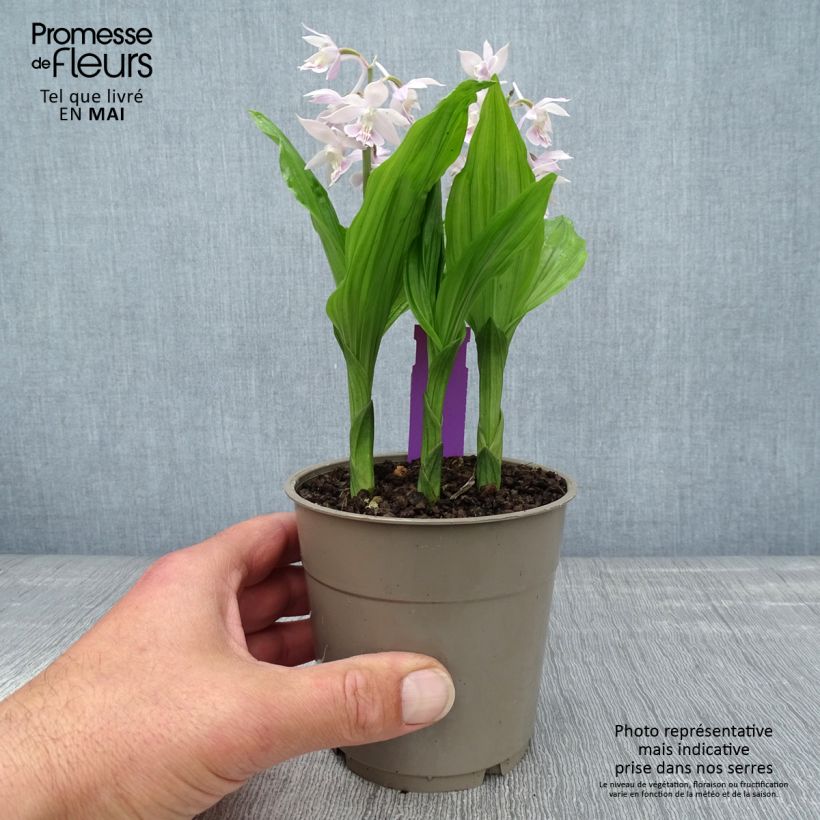 Example of Calanthe Pink & Cream - Orchidée vivace Pot de 1,5L/2L as you get in printemps