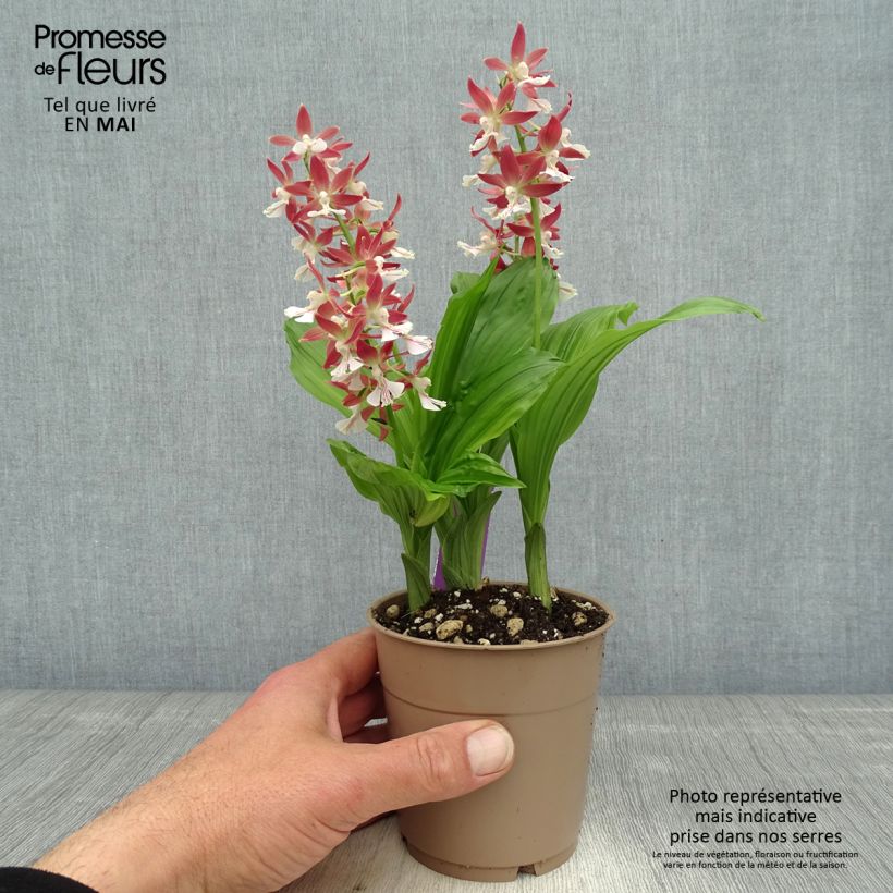 Example of Calanthe Red Sunset - Orchidée vivace Pot de 1L/1,5L as you get in printemps