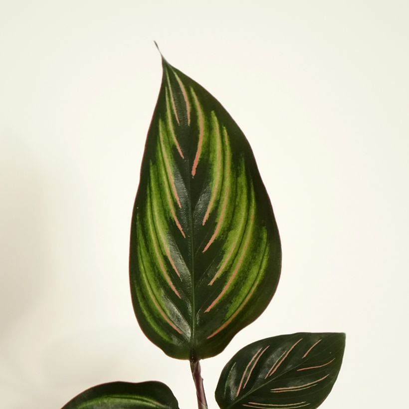 Calathea Beauty Star (Feuillage)