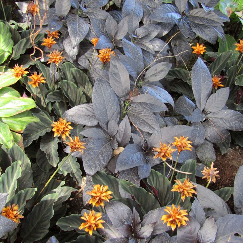 Calathea crocata - Calathée safranée (Feuillage)