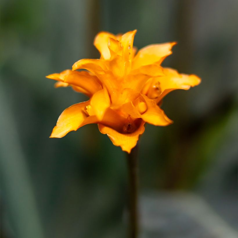 Calathea crocata - Calathée safranée (Floraison)