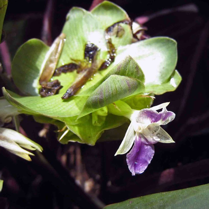 Calathea Dottie (Floraison)