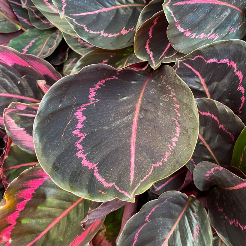 Calathea Dottie (Feuillage)