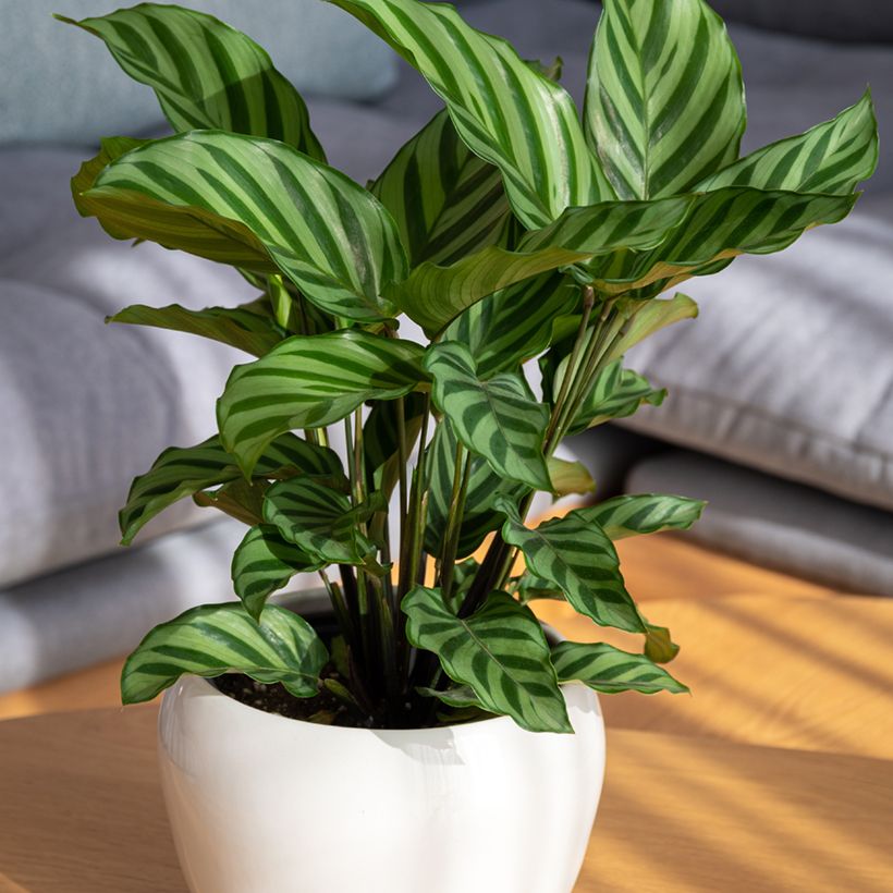 Calathea Freddie (Port)