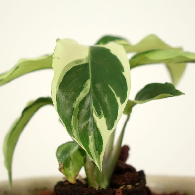 Calathea Fusion White (Feuillage)