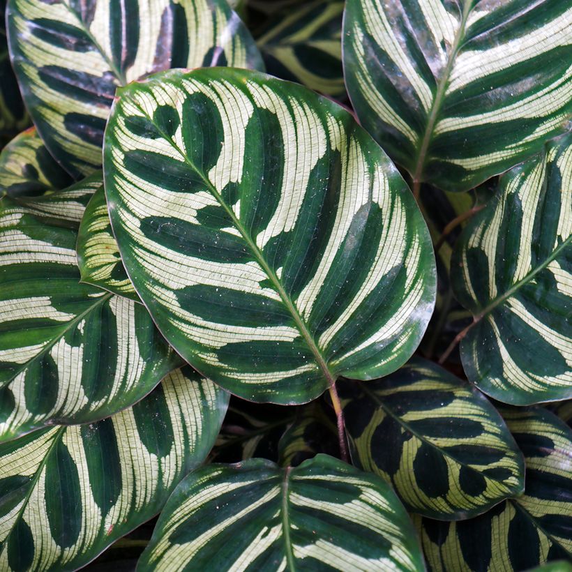 Calathea makoyana (Feuillage)