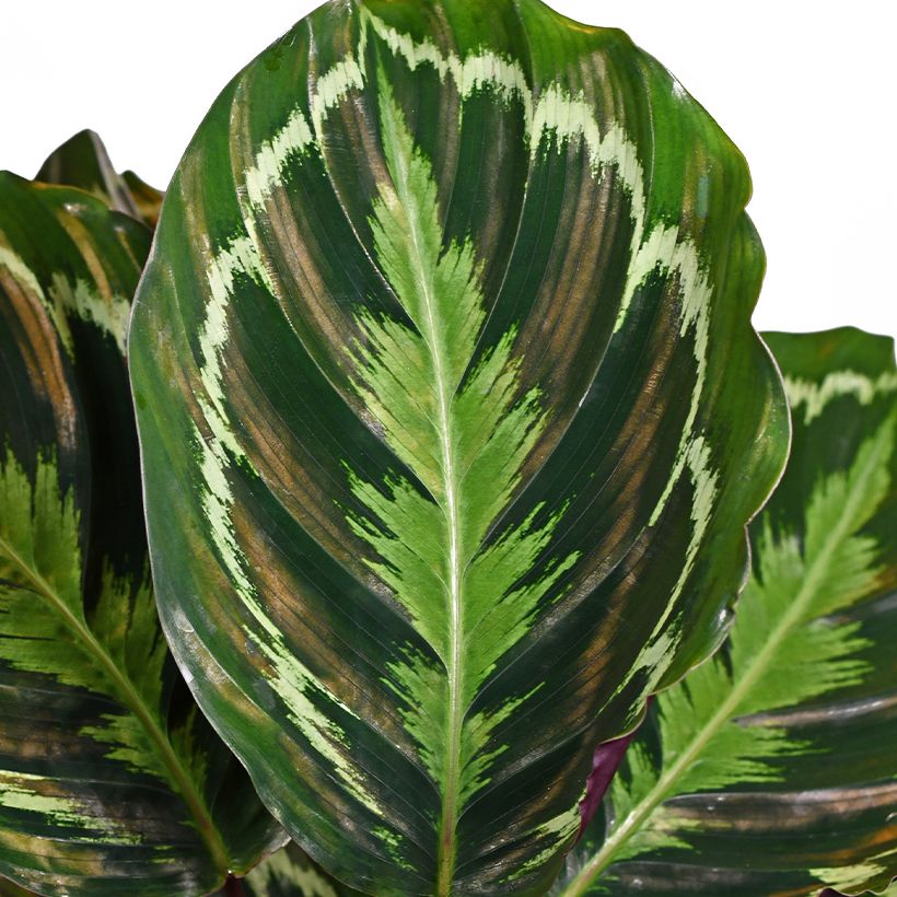 Calathea Medallion (Feuillage)