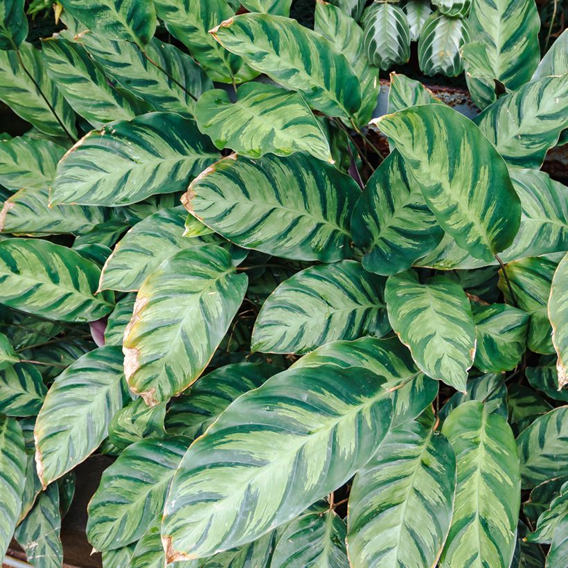 Calathea Misto (Récolte)