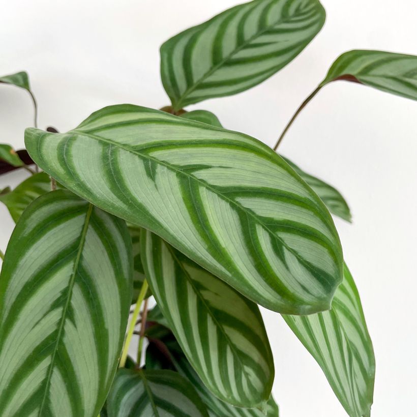 Ctenanthe oppenheimiana (Foliage)