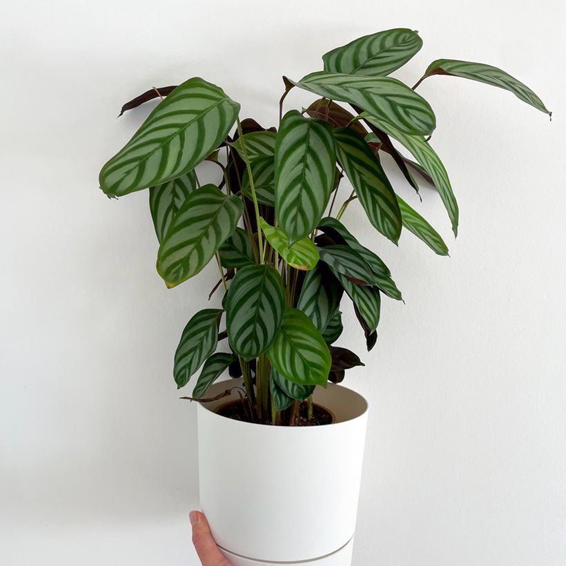 Ctenanthe oppenheimiana (Plant habit)