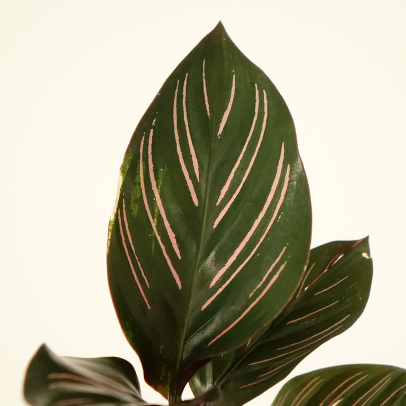 Calathea ornata (Feuillage)