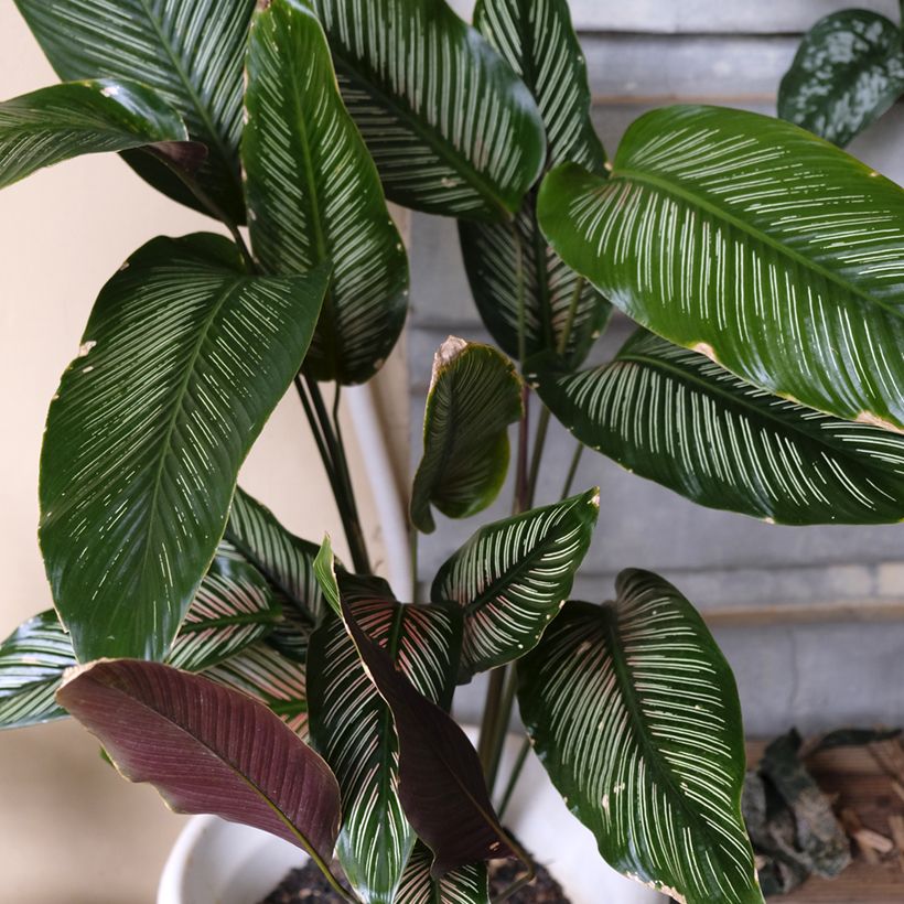Calathea ornata (Port)