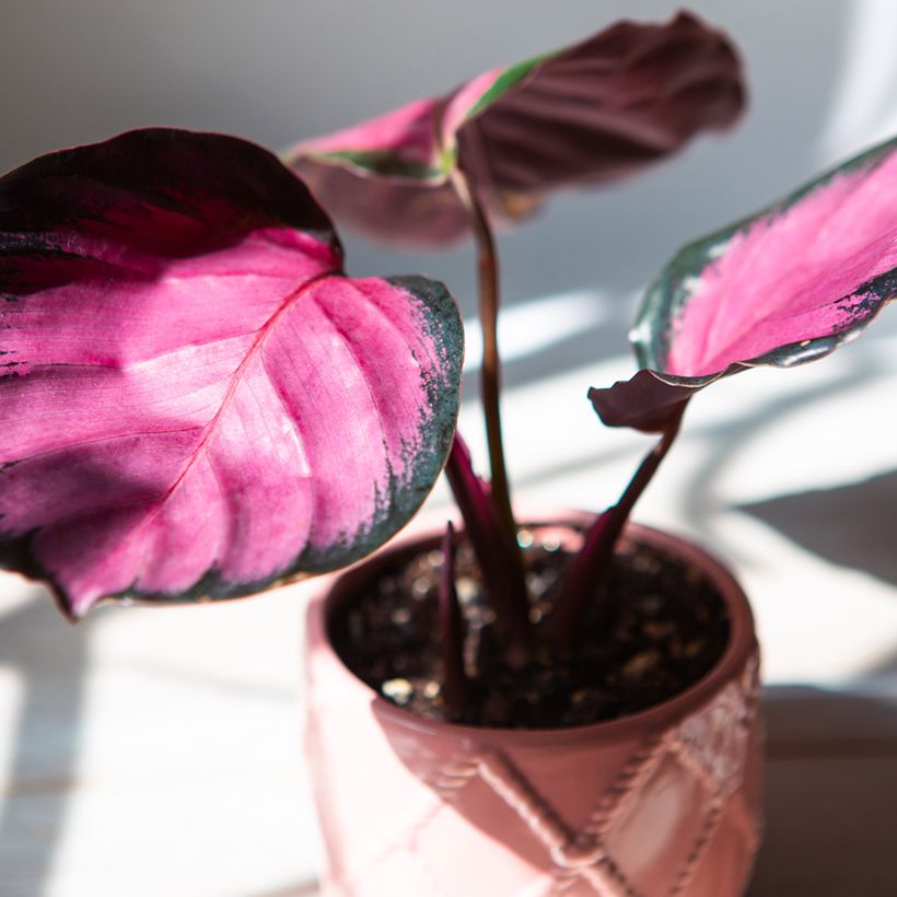 Calathea roseopicta Rosy (Feuillage)