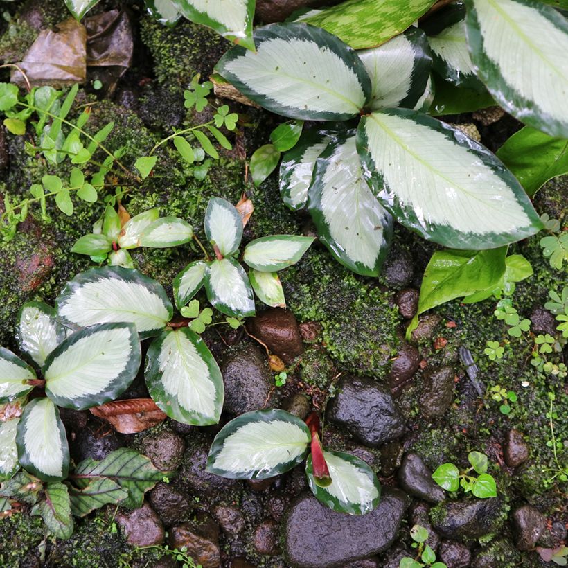 Calathea Royal Standard (Port)