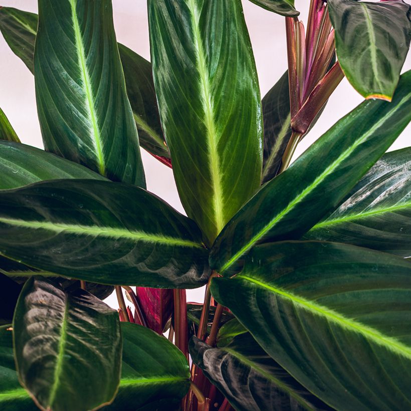 Calathea sanguinea (Feuillage)