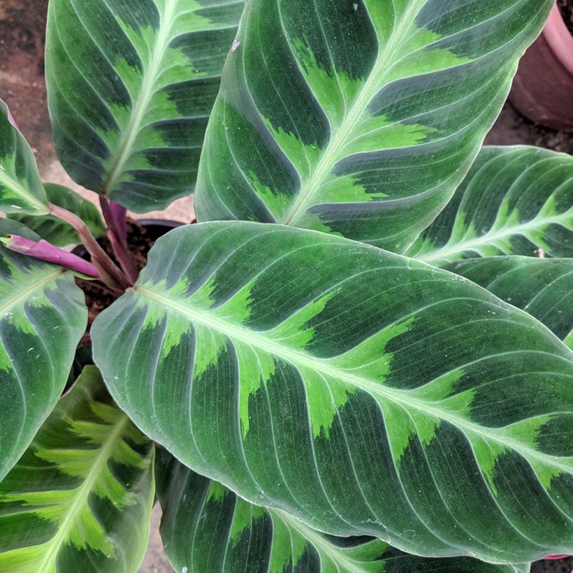 Calathea warscewiczii (Foliage)