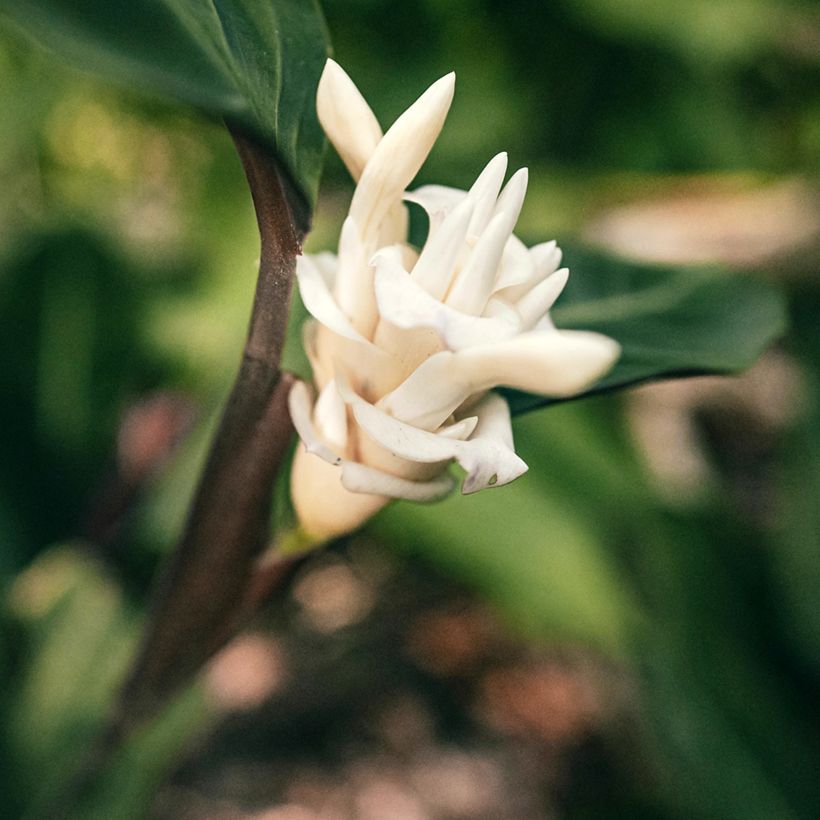 Calathea warscewiczii (Flowering)