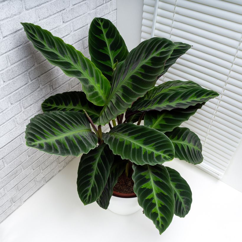 Calathea warscewiczii (Plant habit)