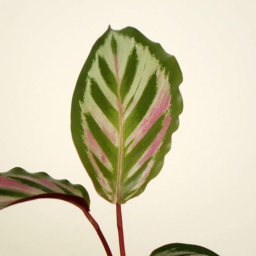 Calathea Peacock (Feuillage)