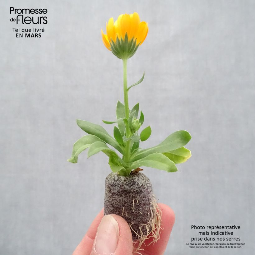 Spécimen de Calendula Powerdaisy Tango - Souci Mini-motte Ø 3/4 cm, Plant vert de 5 à 10 cm de haut tel que livré au printemps