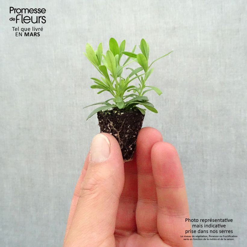 Example of Calibrachoa Can-Can Rosies Blue - Mini-pétunia double Mini-motte Ø 3/4 cm, Plant vert de 5 à 10 cm de haut as you get in printemps