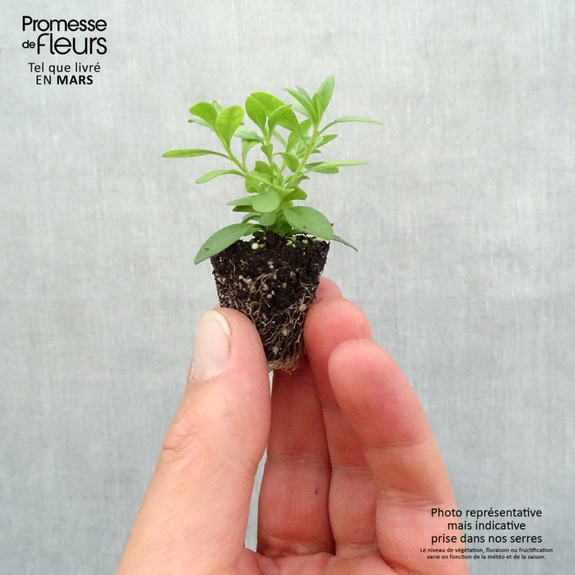 Spécimen de Calibrachoa Can-Can Rosies Pink Vein - Mini-pétunia double Mini-motte Ø 3/4 cm, Plant vert de 5 à 10 cm de haut tel que livré au printemps