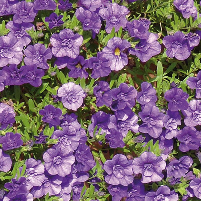 Calibrachoa Can-Can Rosies Blue - Mini-pétunia double (Flowering)