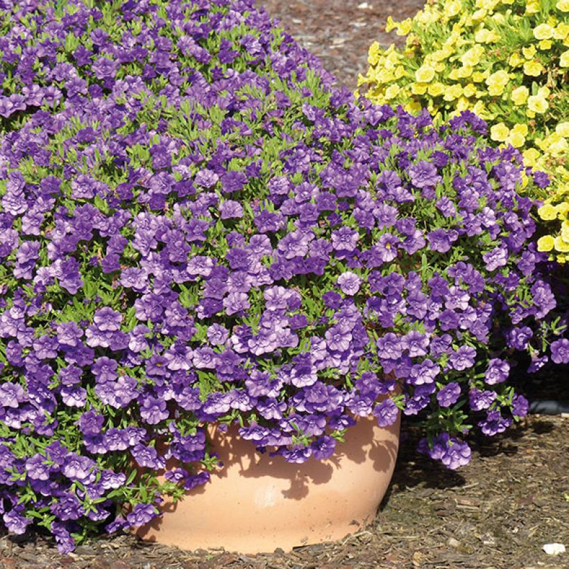 Calibrachoa Can-Can Rosies Blue - Mini-pétunia double (Plant habit)
