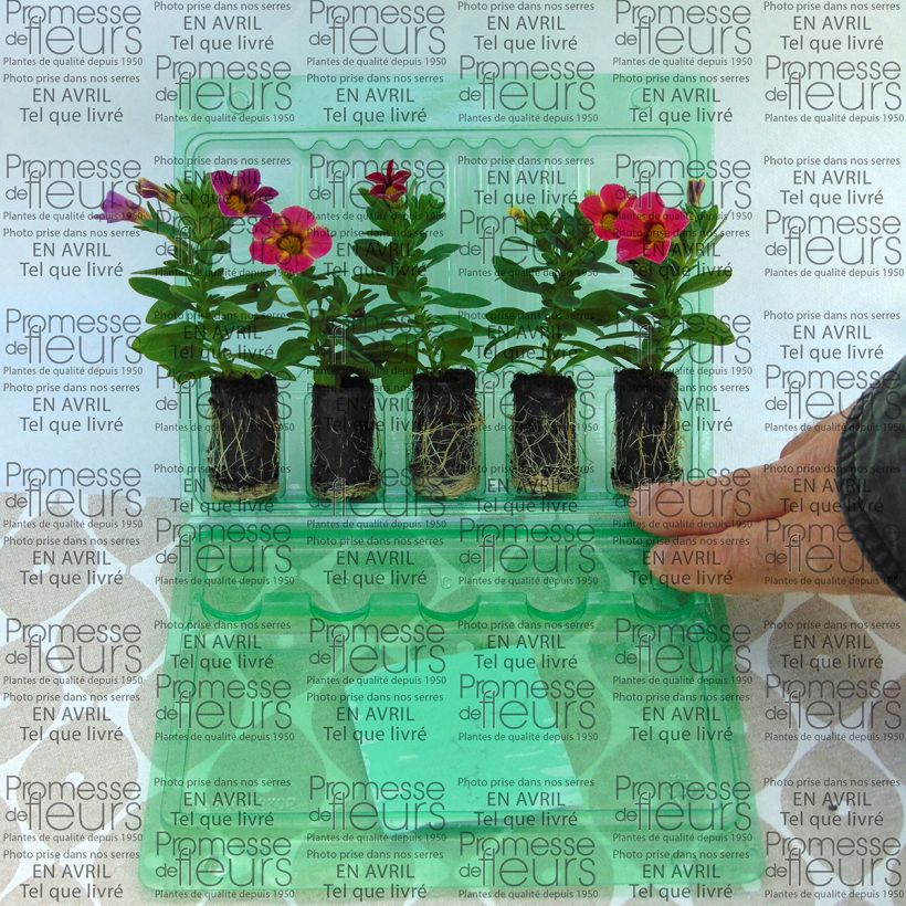 Exemple de spécimen de Calibrachoa Chamaeleon Sunshine Berry - Mini-pétunia Mini-motte Ø 3/4 cm, Plant vert de 5 à 10 cm de haut tel que livré