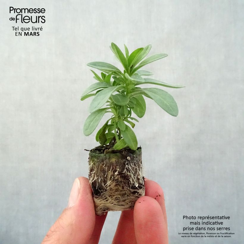 Spécimen de Calibrachoa Eyeconic Purple - Mini-pétunia Mini-motte Ø 3/4 cm tel que livré au printemps