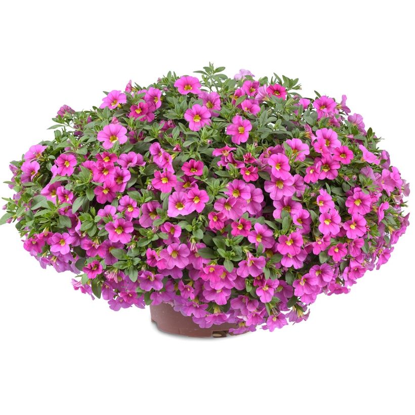 Calibrachoa Noa Bubblegum - Mini-pétunia (Plant habit)