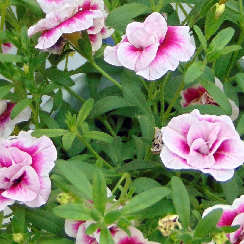 Calibrachoa MiniFamous Double Pinktastic - Mini-pétunia double. (Foliage)