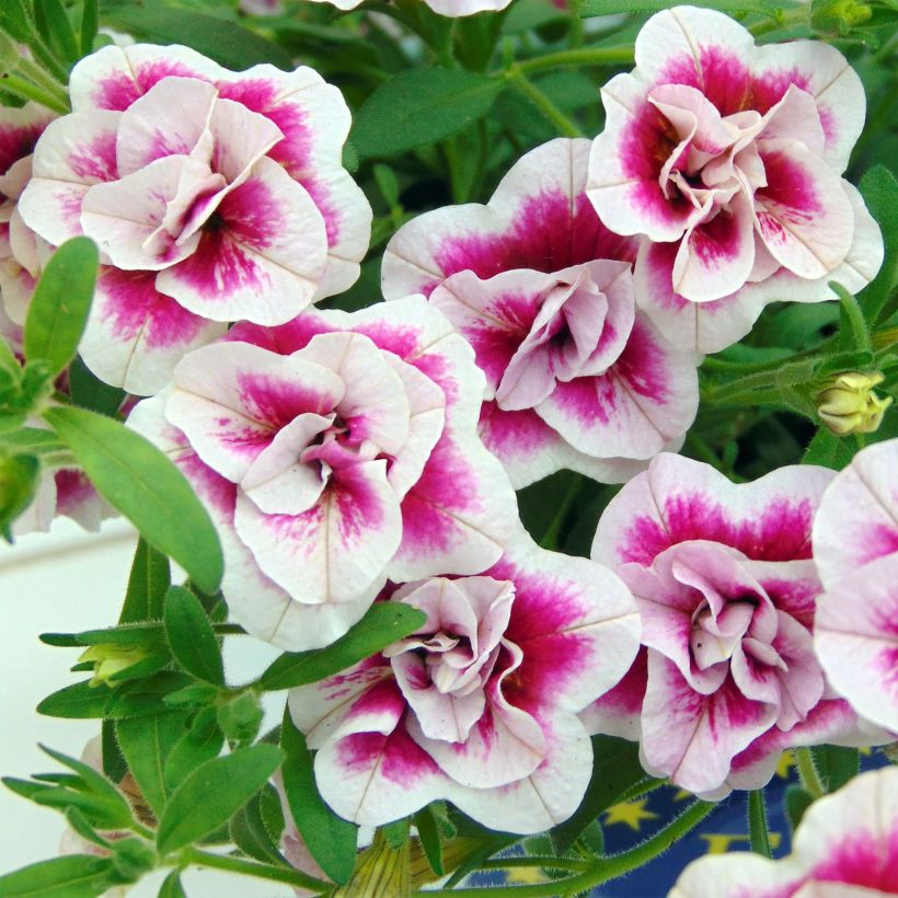 Calibrachoa MiniFamous Double Pinktastic - Mini-pétunia double. (Flowering)