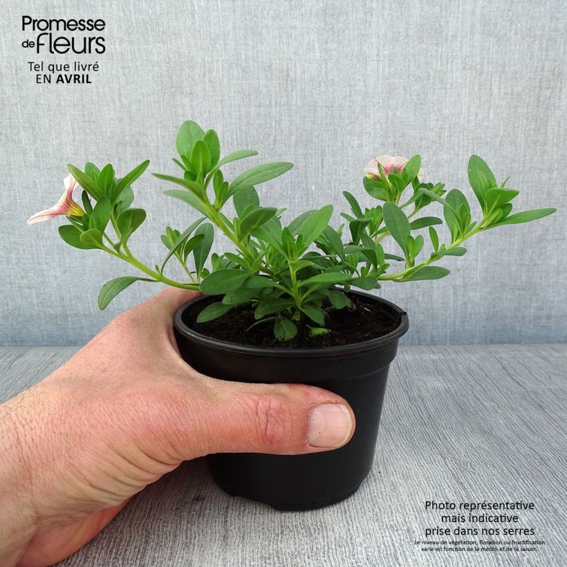 Spécimen de Calibrachoa Noa Almond Blossom - Mini-pétunia Godet de 8/9 cm tel que livré au printemps