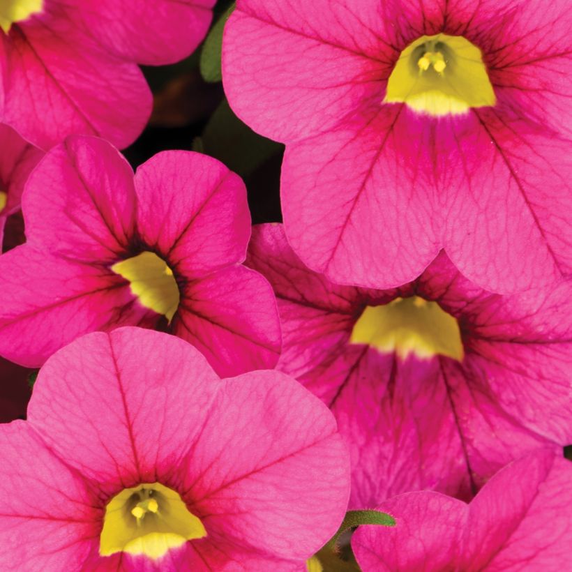 Calibrachoa Noa Bubblegum - Mini-pétunia (Flowering)