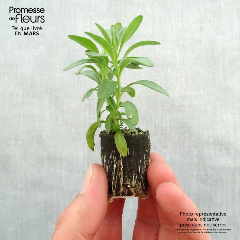 Spécimen de Calibrachoa Noa Dark Pink Carnival - Mini-pétunia Mini-motte Ø 3/4 cm, Plant vert de 5 à 10 cm de haut tel que livré au printemps