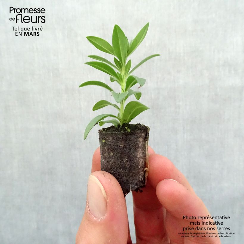 Example of Calibrachoa Superbells Double Ruby - Mini-pétunia double Mini-motte Ø 1,5/2,5 cm, Livré en plant vert de 5 à 10 cm de hauteur as you get in printemps